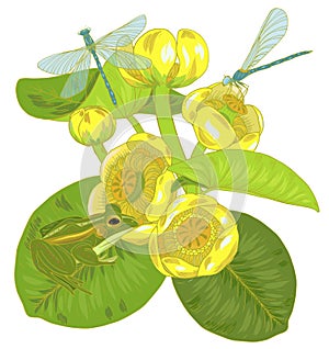 Yellow water Lily flowers and leaves, nuphar lutea,dragonflies and frogs